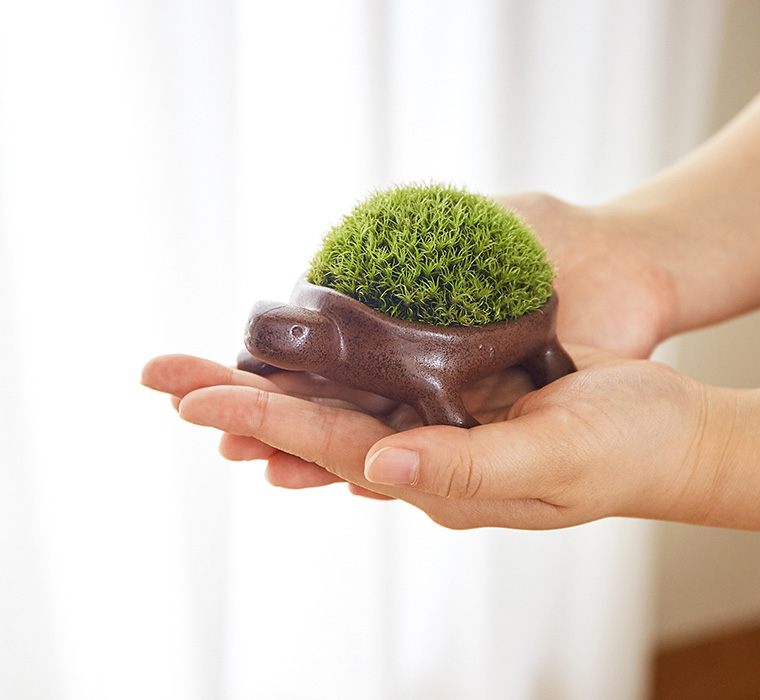 亀盆栽(こけ盆栽 ミニ盆栽 bonsai)【のし・包装利用不可】| 『内祝い』『出産内祝い』